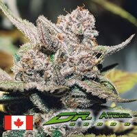 Dr. Atomic Blueberry NL - indica