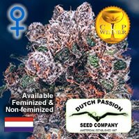 Dutch Passion seeds - Blueberry - Indica