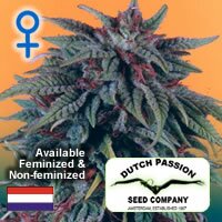 Dutch Passion seeds Durban Poison REGULAR