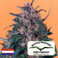 Dutch Passion seeds - Holland's Hope