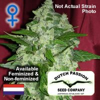 Dutch Passion seeds - Masterkush - feminised