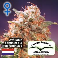 Dutch Passion seeds - Mazar - Feminized