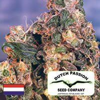 Dutch Passion seeds - Original Flo - SATIVA