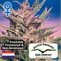 Dutch Passionseeds -Passion #1 Feminized