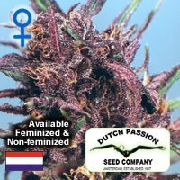 Dutch Passion seeds - Purple #1 Feminized