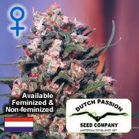 Dutch Passion seeds - Skunk #1 Feminized