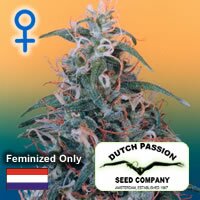 Dutch Passion seeds- Skunk Passion - feminised