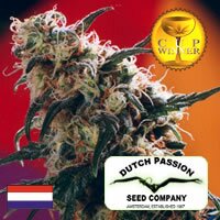 Dutch Passion seeds - Super Haze