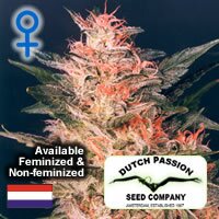 Dutch Passion seeds - White Widow - feminised