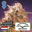 Dutch Passion seeds - Mazar - Feminized