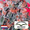 Dutch Passion seeds - Orange Bud