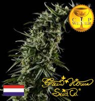 Greenhouse Seed Co. Hawaiian Snow - SATIVA