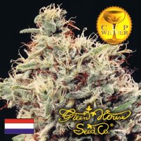 Greenhouse Seed - White Rhino