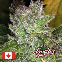 Jordan of the Islands Ambrosia Outdoor