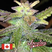 Jordan of the Islands Sapphire Star sativa