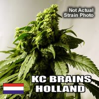 K.C. Brains - Bahia Black Head regular