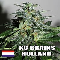 K.C. Brains - Cyber Cristal