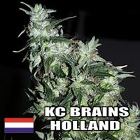 K.C. Brains - Haze Special