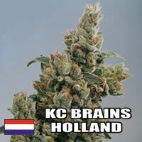 K.C. Brains - K.C. 36