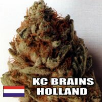 K.C. Brains - White K.C. - outdoor