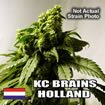 K.C. Brains - Afghani Special