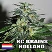 K.C. Brains - Cyber Cristal