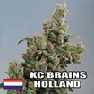 K.C. Brains - K.C. 36