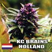 K.C. Brains - Mango