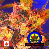 Next Generation Seeds Grapefruit Haze -