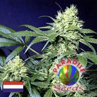 Paradise Seeds Amsterdam Flame regular