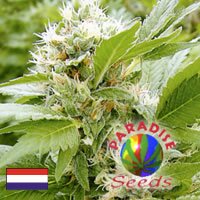 Paradise Seeds - Magic Bud