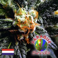 Paradise Seeds - Sheherazade - SATIVA