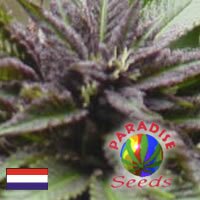 Paradise Seeds - Sweet Purple