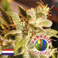 Paradise Seeds - Swiss Bliss