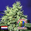 Paradise Seeds Dutch Dragon