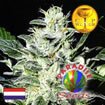 Paradise Seeds - Sensi Star