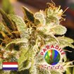 Paradise Seeds - Swiss Bliss