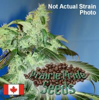 Prairie Pride seeds - Something Special