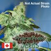 Prairie Pride seeds - Something Special