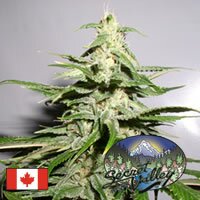 Secret Valley Seeds Northern Flame