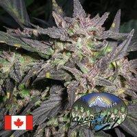 Secret Valley Seeds Purple Pineberry outdoor