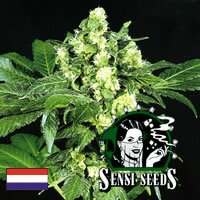 Sensi Seed Bank - Afghani #1 indica