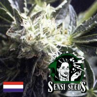 Sensi Seed Bank - American Dream Outdoor