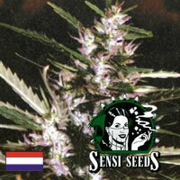 Sensi Seed Bank - Durban