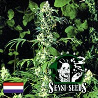 Sensi Seed Bank - Early Girl - Outdoor