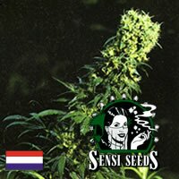 Sensi Seed Bank - Early Pearl