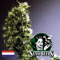 Sensi Seed Bank - First Lady