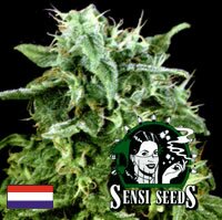 Sensi Seed Bank - Maple Leaf Indica