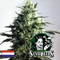 Sensi Seed Bank - Mothers Finest