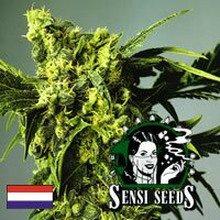 Sensi Seed Bank - Mr. Nice G13 x Hash Plant